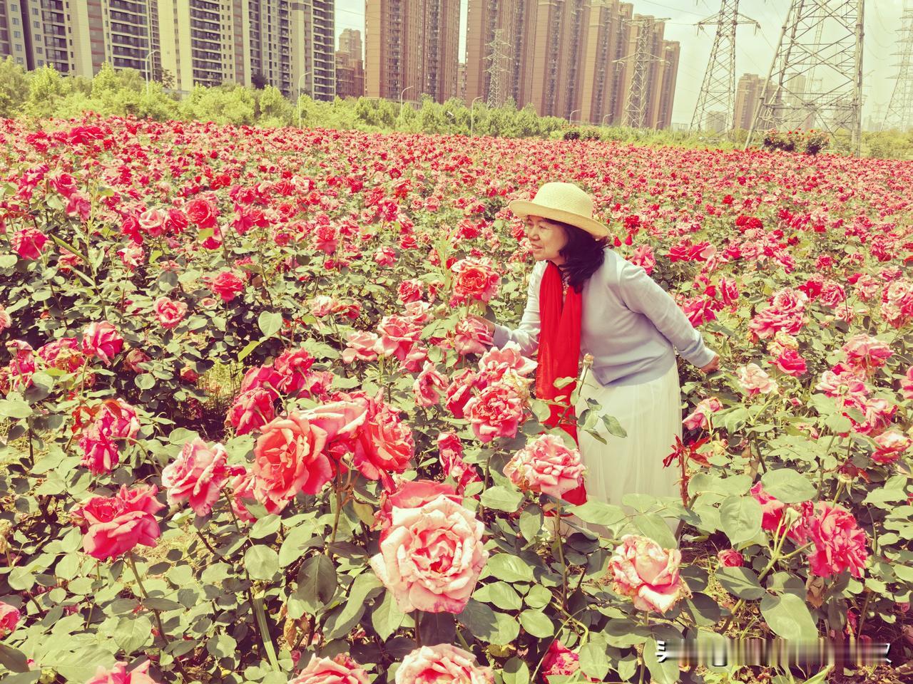 儿媳又给了我一个小惊喜。

昨天早上，儿媳说五一假期带我们全家出去玩。可儿子加班