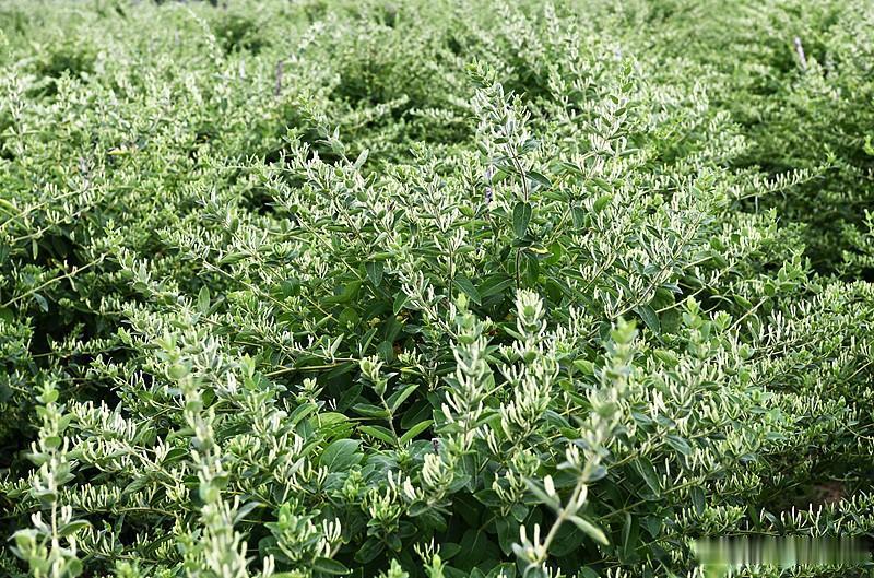 莱州西葛村这波操作真的把特色种植玩出了新花样。
之前就知道当地不少农户靠种普通玫