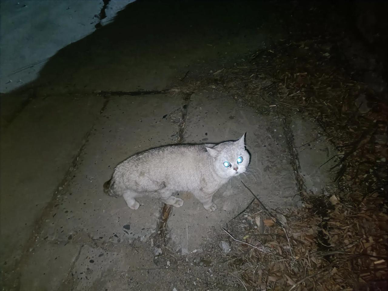 今晚去喂流浪猫，返回的路上居然看见一只银浅层！身上脏兮兮的，傻愣愣的看了我好一会