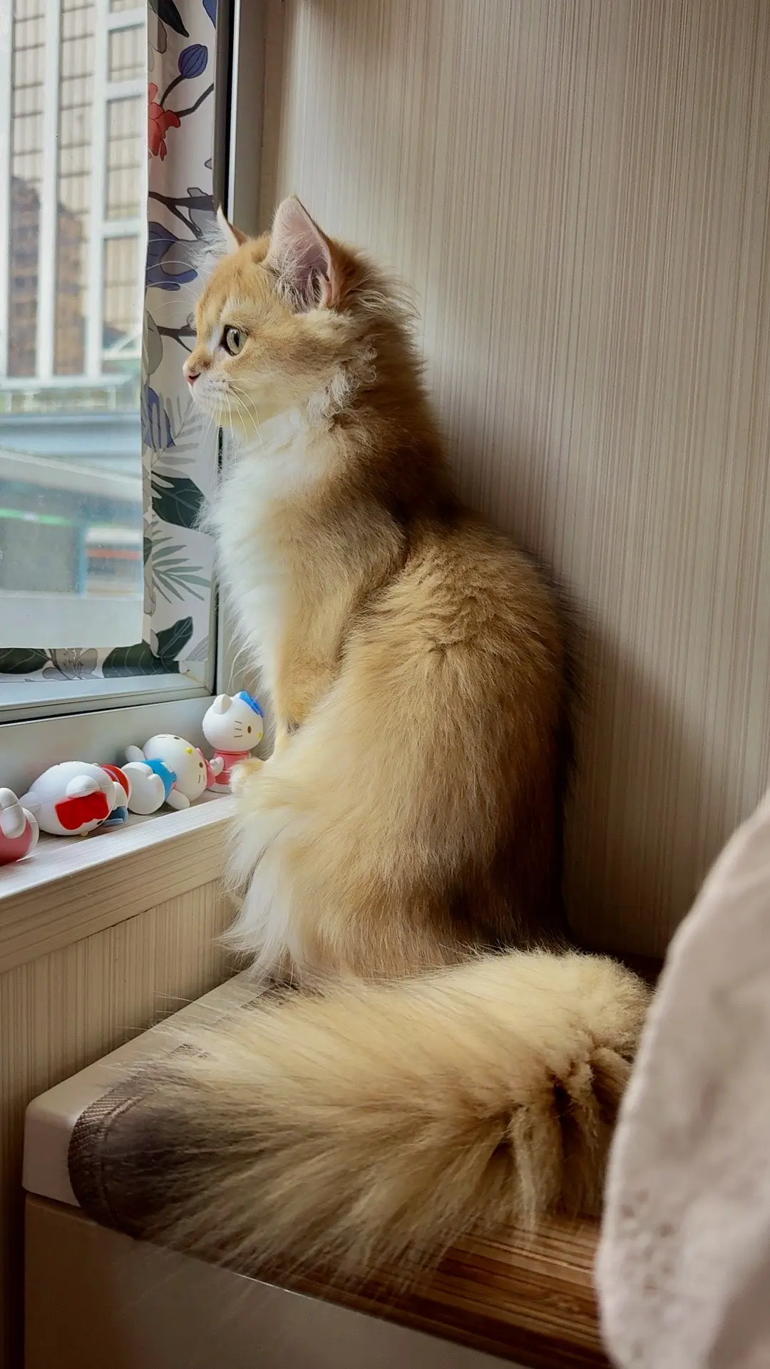 这小猫不得给我迷死啊