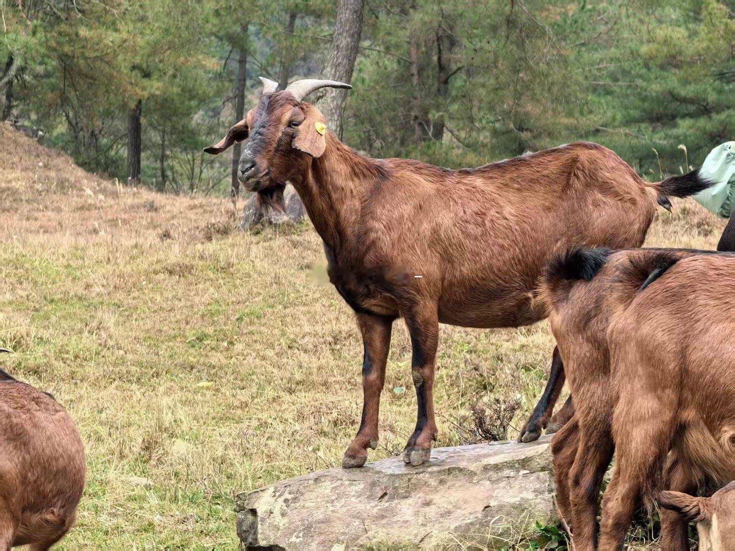 晨雾未散的牧场像幅水墨画，南江黄羊是画中游动的诗。镜头追着它们跃过坡坎，角尖挑破