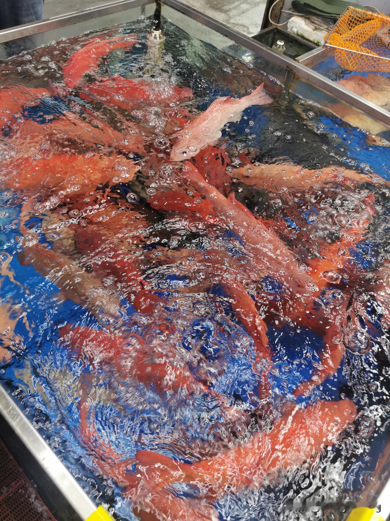 晒图笔记大赛新的一年，新的开始，新的希望，新的生机，新的机遇，年年有余，马上有钱