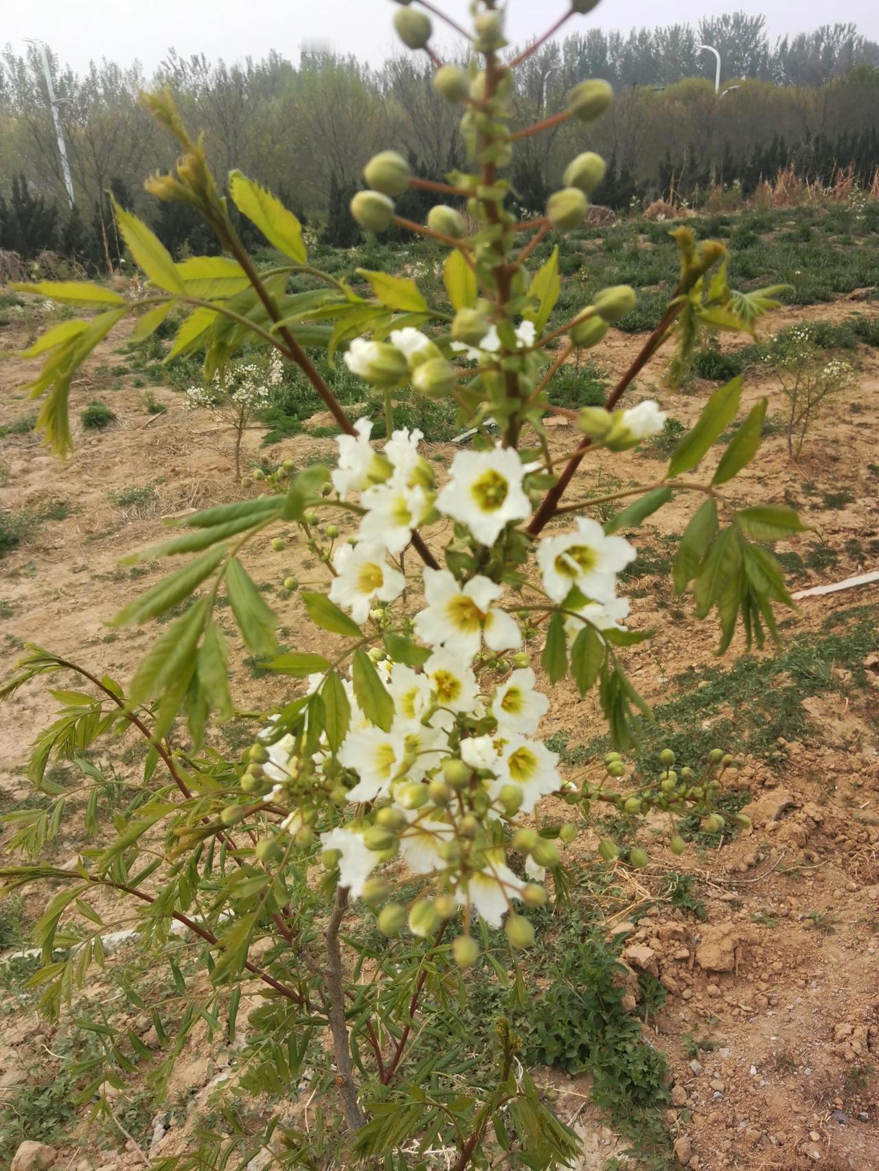 路边这是什么花啊，淡淡香甜，如芝麻开花一般，节节高，又干净又好看。有谁认识？
#