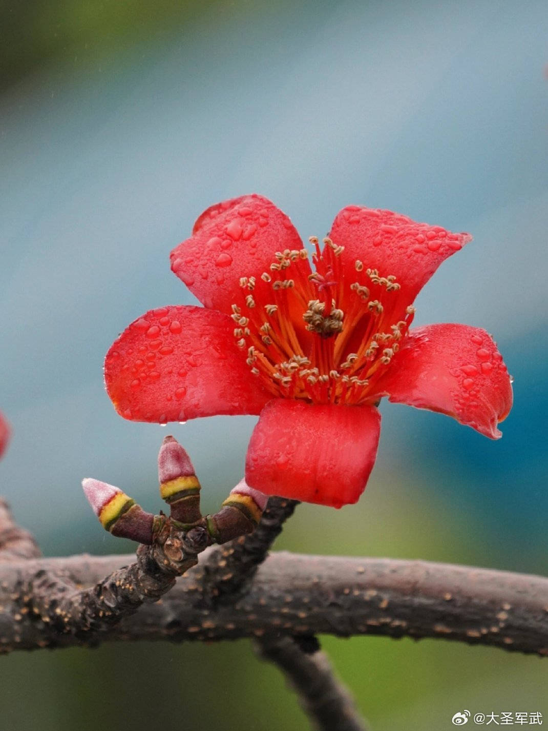 广东人捡木棉花挂闲鱼标价9.9一斤赚商高的人已经发上春日财了【春季战役突发预警】
