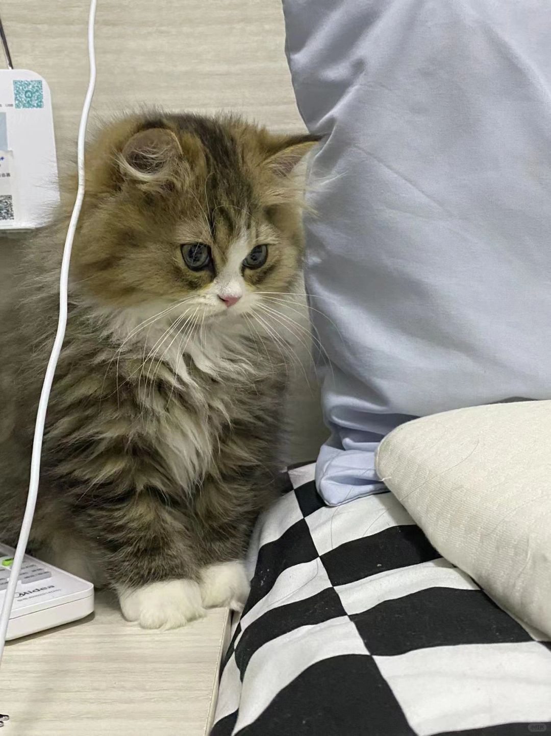 猫猫吃成猪猪
