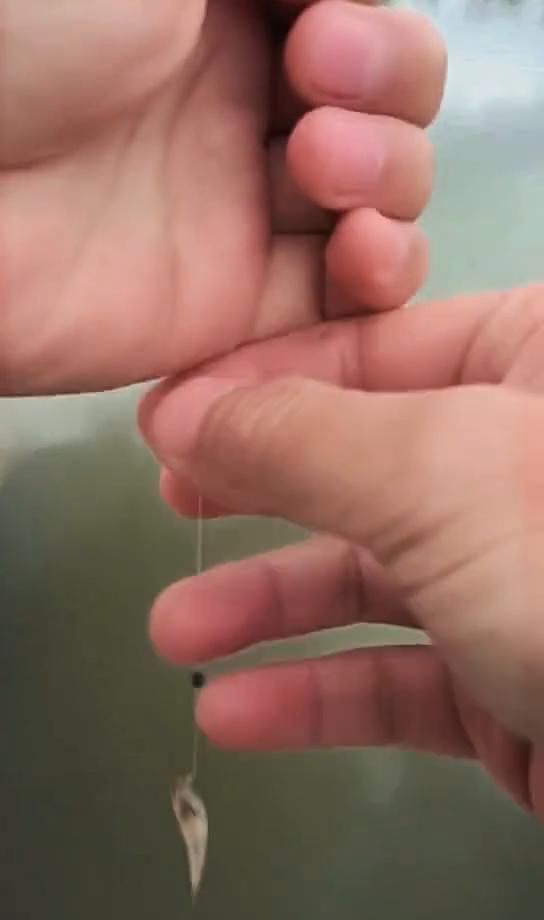 佛通路边上，一条一米九的鲨鱼躺在平板车上，摊主拿筷子往它嘴里戳，直播镜头怼得比亲