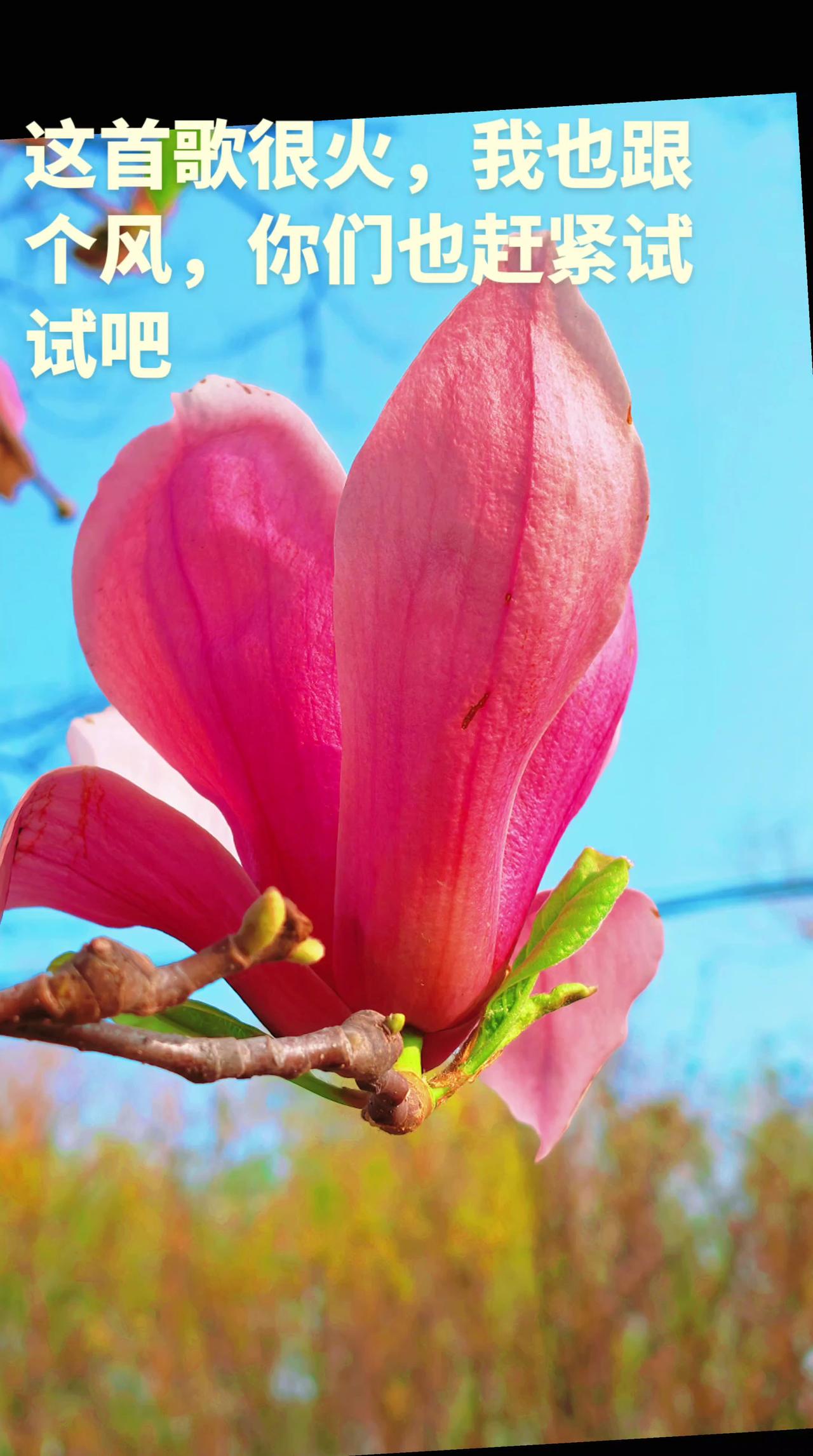 这首歌太🔥跟个风 听歌赏花放飞心情 用你们的照片配上这首歌 赶紧试试吧