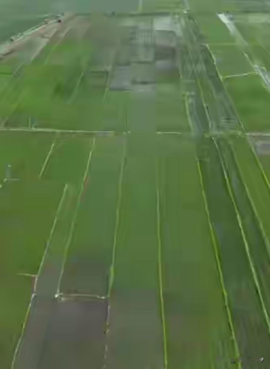 太恶劣了！
黑龙江一村大面积水稻疑被投毒，找出投毒的罚它牢底坐穿，这属于敌特分子