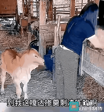 傻女人，你这是正反两面换着被它虐呀。
漂亮的女主人在牛棚给牛添草料，可爱的小牛犊