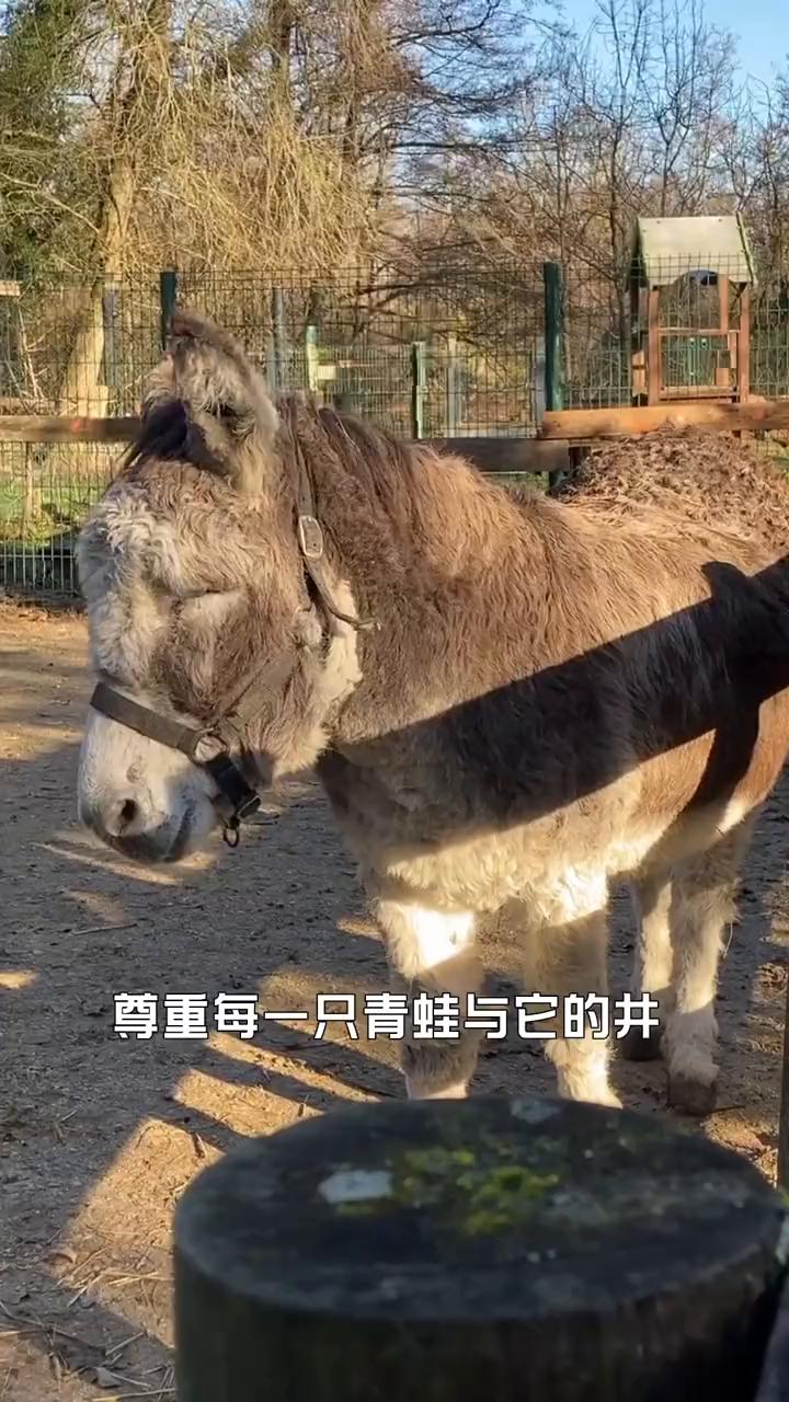 尊重每一只青蛙与它的井，尊重每一头驴与它的磨盘，尊重每一只鸟与属于它的天空。青蛙