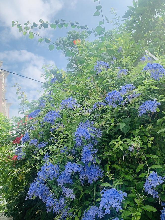 随手一拍，花天一色。
