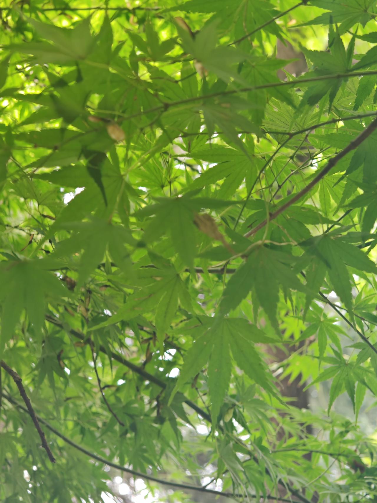 之前总觉得秋分时节的叶片，或呈半黄半卷之态，或红得深沉厚重，未曾料想竟能邂逅这般