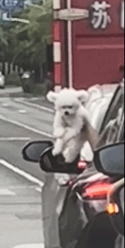 养狗千日用狗一时！ 宠物卖萌中心 ​​​