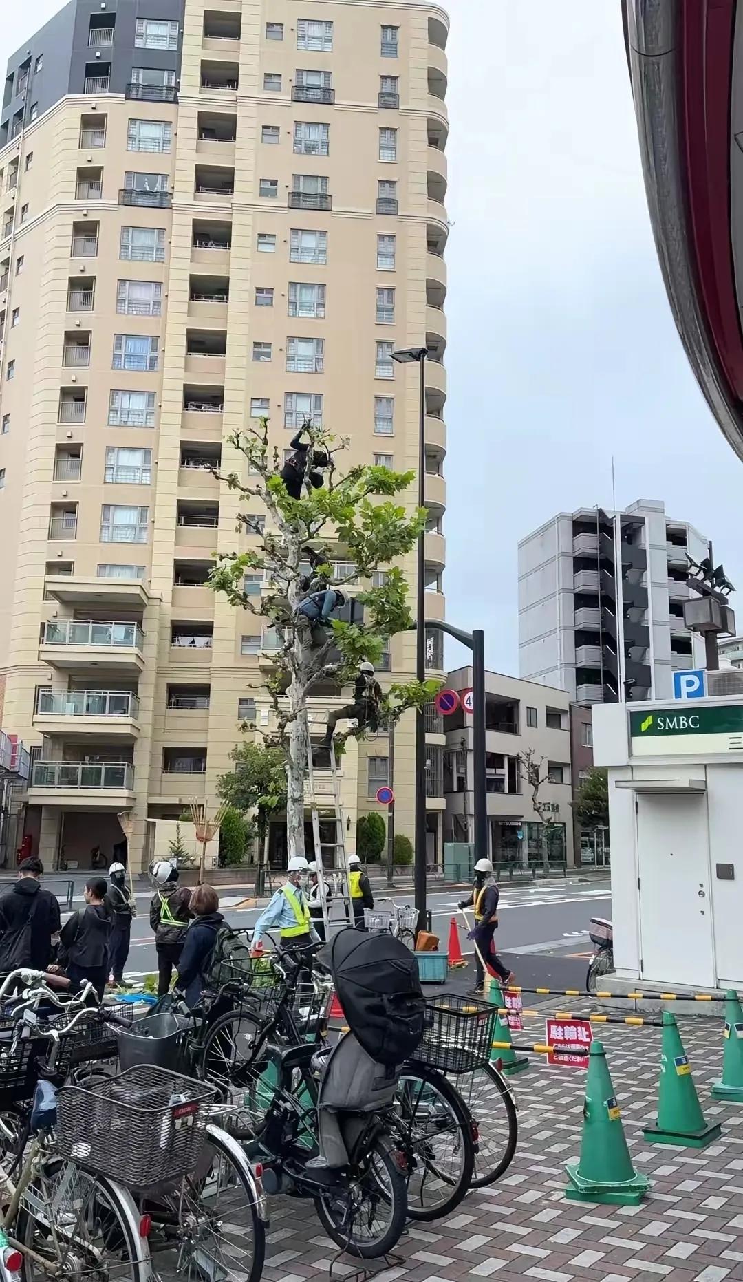 你能想象修剪一棵普通的树，需要树上4人、树下6人协同作业吗？在日本超市门口，这荒