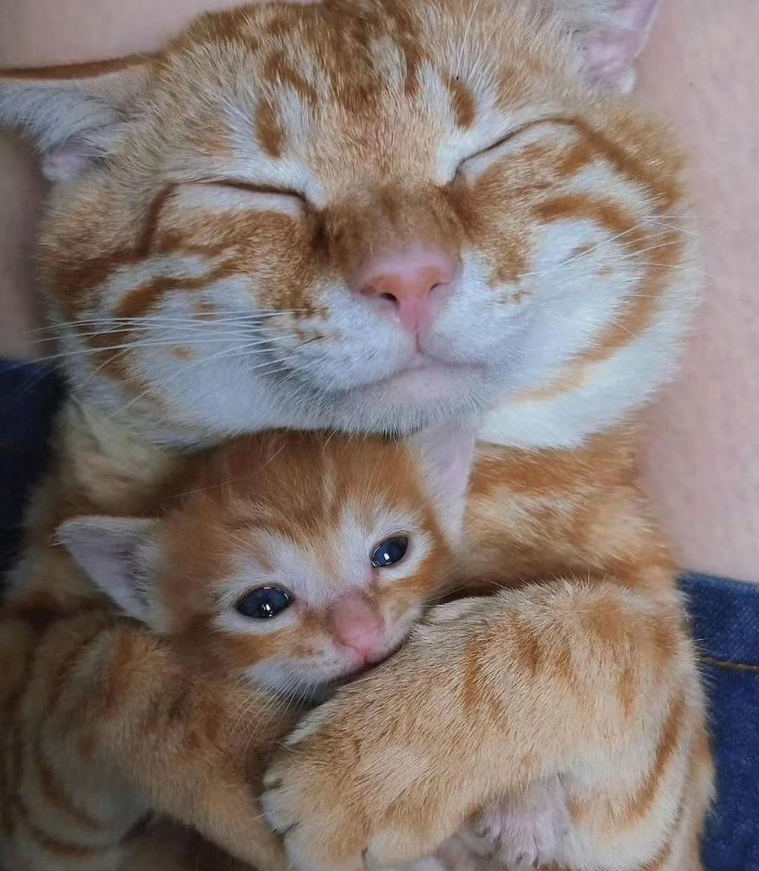 猫咪：妈妈，我还不困🥹 