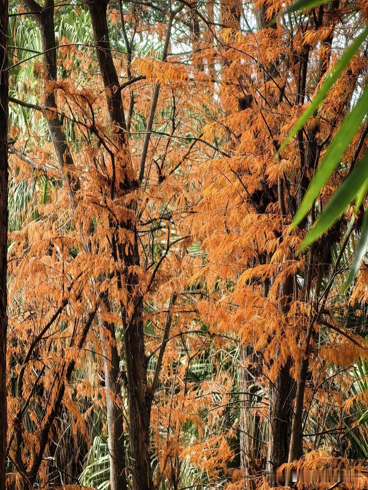 今年过春节，天气好，我准备在市内的一些公园去走走，赏花观景。一些公园好几年没去过