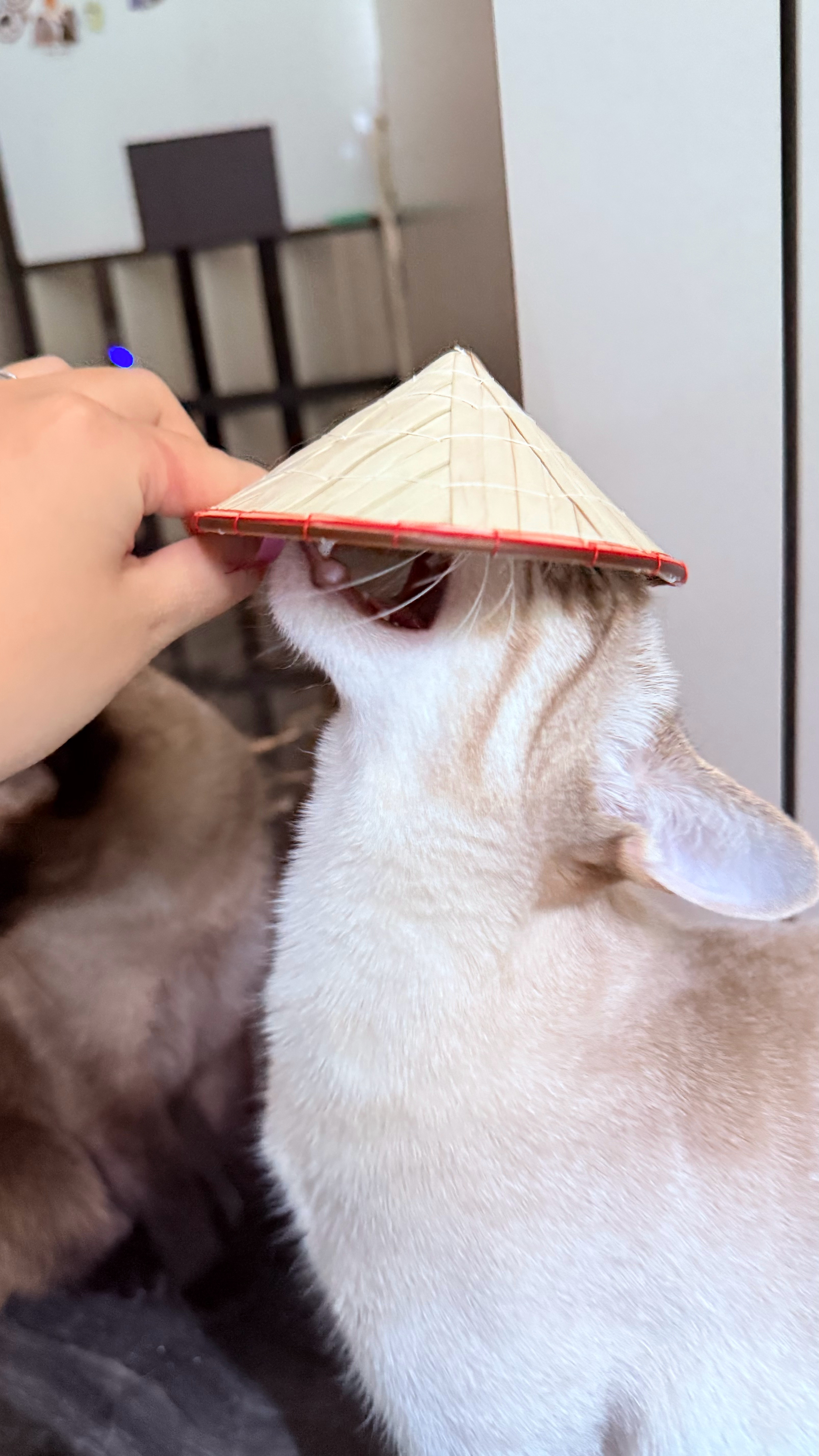椰宝很不高兴戴上小帽 