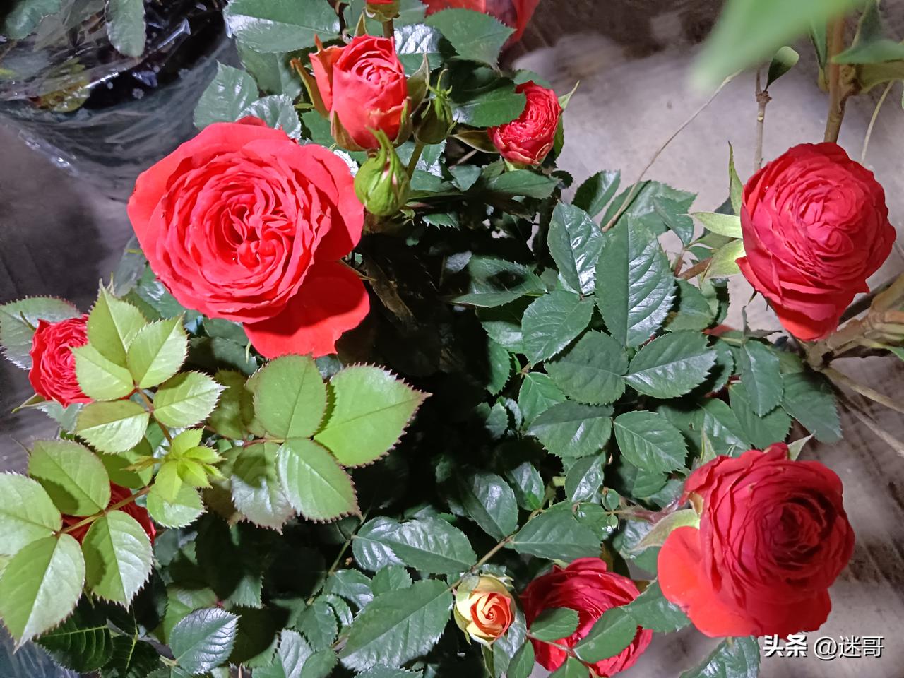 抽时间整理了一下阳台的花，修剪掉枯黄的枝叶，给绿植松松土、浇透水，看着一朵朵花重