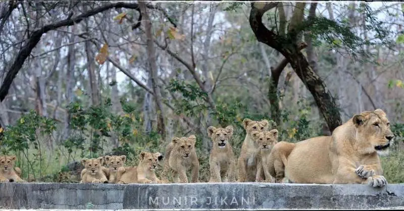 关于亚洲狮的生活范围。有粉丝朋友说亚洲狮九百只生活在一千多平方公里的吉...