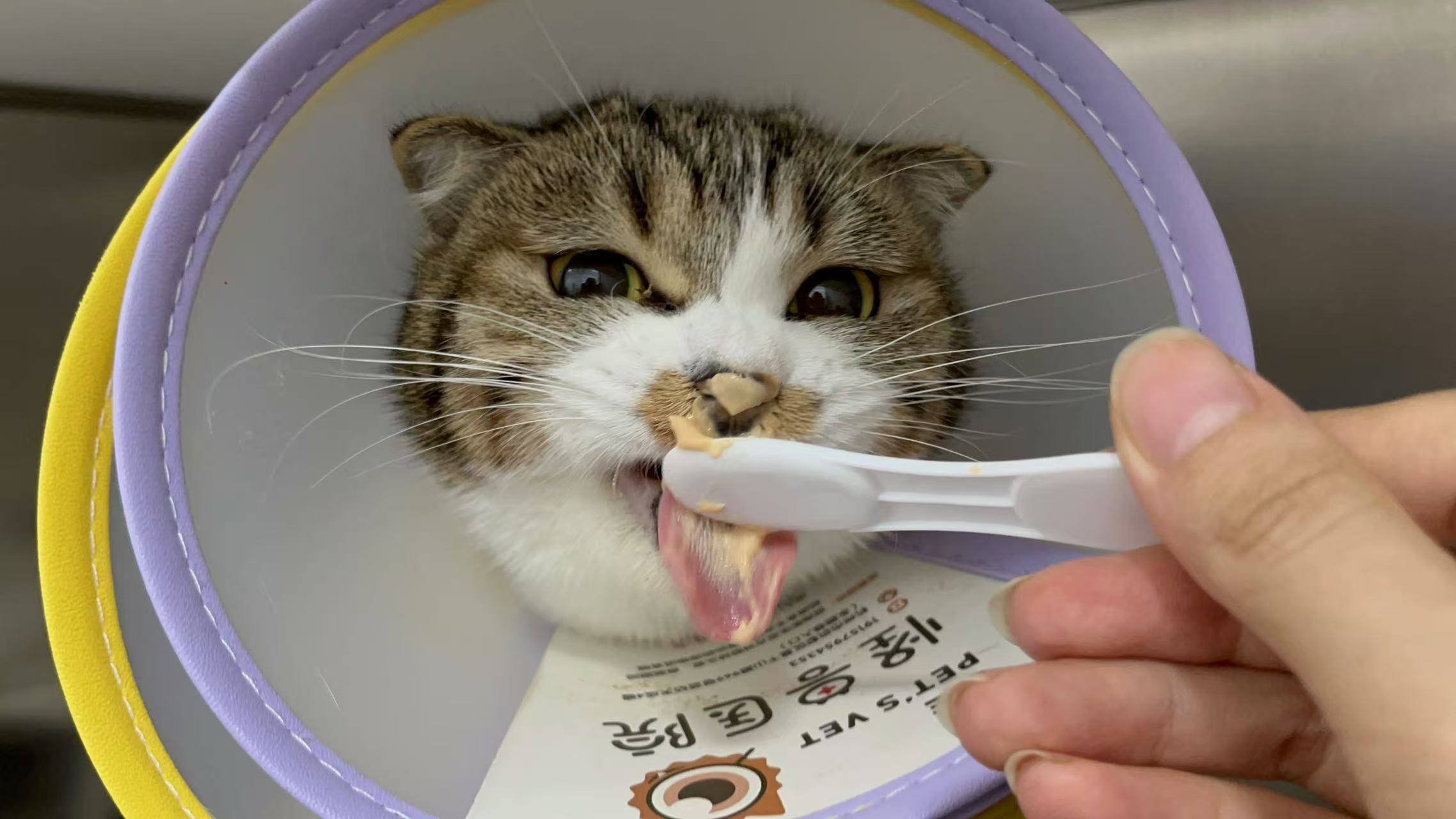 怎么能吞下去这么这么多线那种吊在门框上的逗猫绳，是有安全隐患的。异物/缠住脚引起