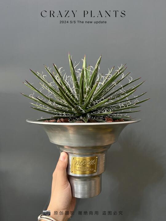 穿着蕾丝边的龙舌兰，高冷系植物🥇。
