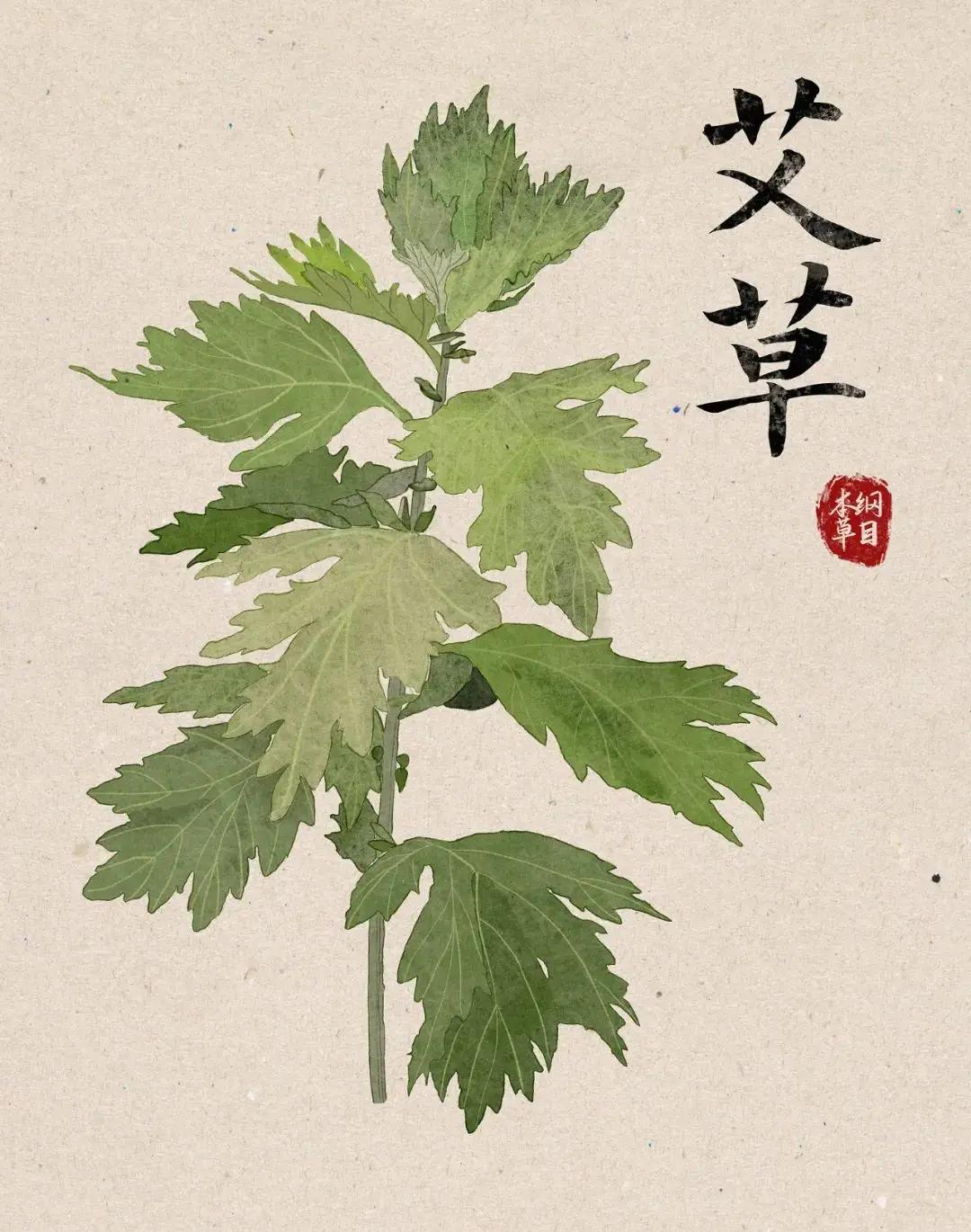 很多人以为艾就是艾，端午节门口挂一把，药店里买一包，春天做青团再用一点，都是同一