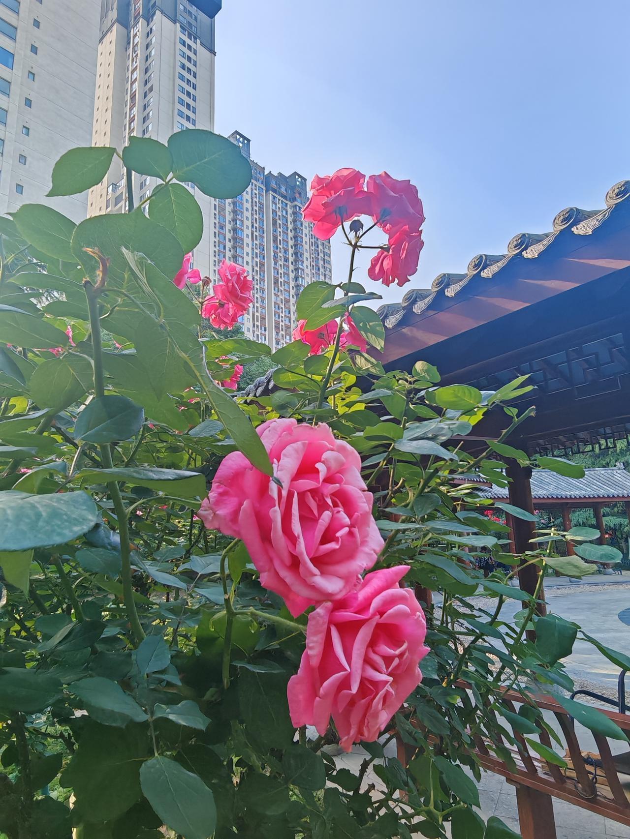 生活中从不缺少美，缺的是发现美的眼睛。就像湖南靖州，藏着好多绝美风光。4月25日