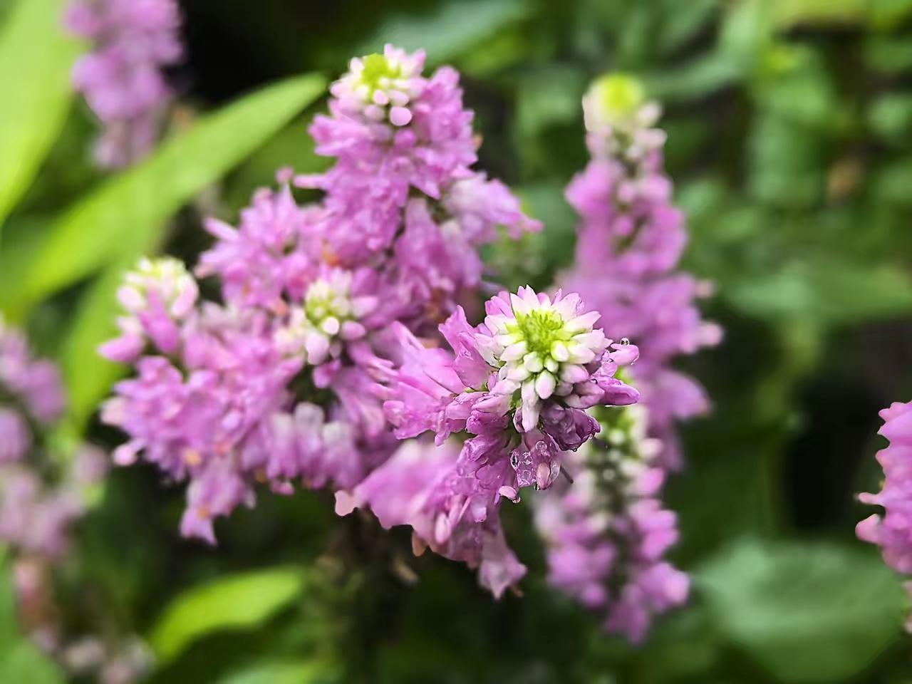 穗花婆婆纳咏——LaMa娟，
 
清霖沾缀紫芳丛，翠秆亭亭立晓风。
串串柔苞凝玉