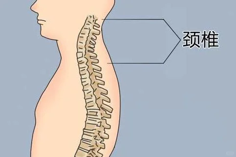 正常人的颈椎图