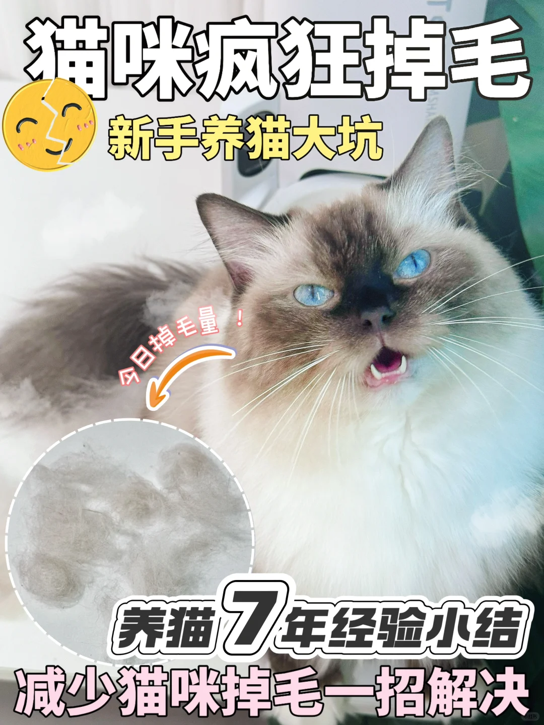 猫咪狂掉毛？先知道原因，一招轻松解决！