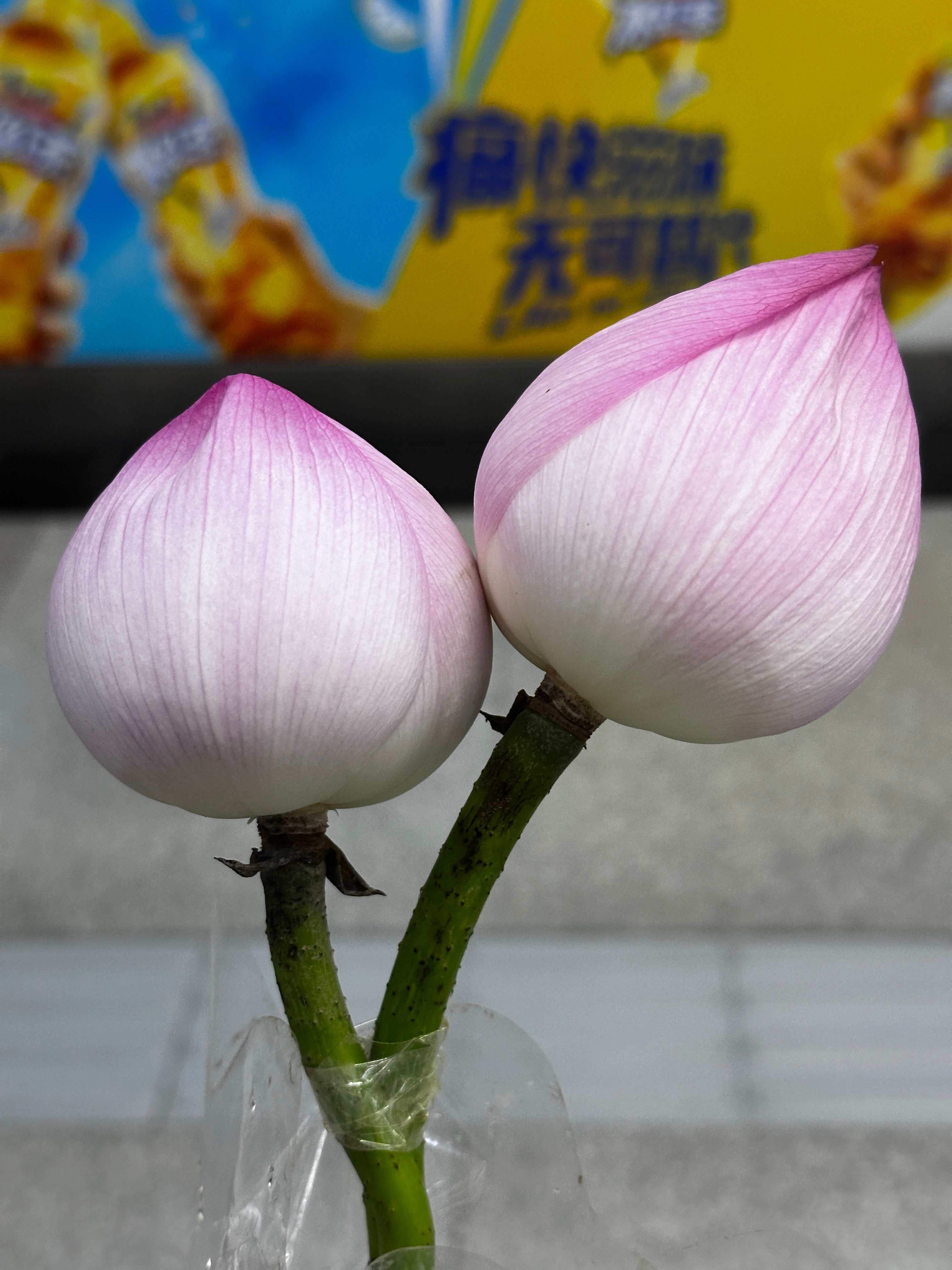 又到了荷花的季节，开启地铁口买买买模式 