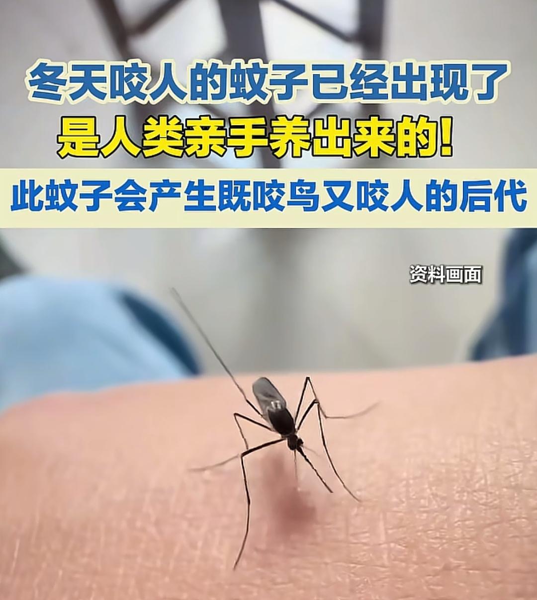 冬天咬人的蚊子，一种名为骚扰库蚊的蚊子，已经遍布地球上除南极洲之外的大洲，会同时