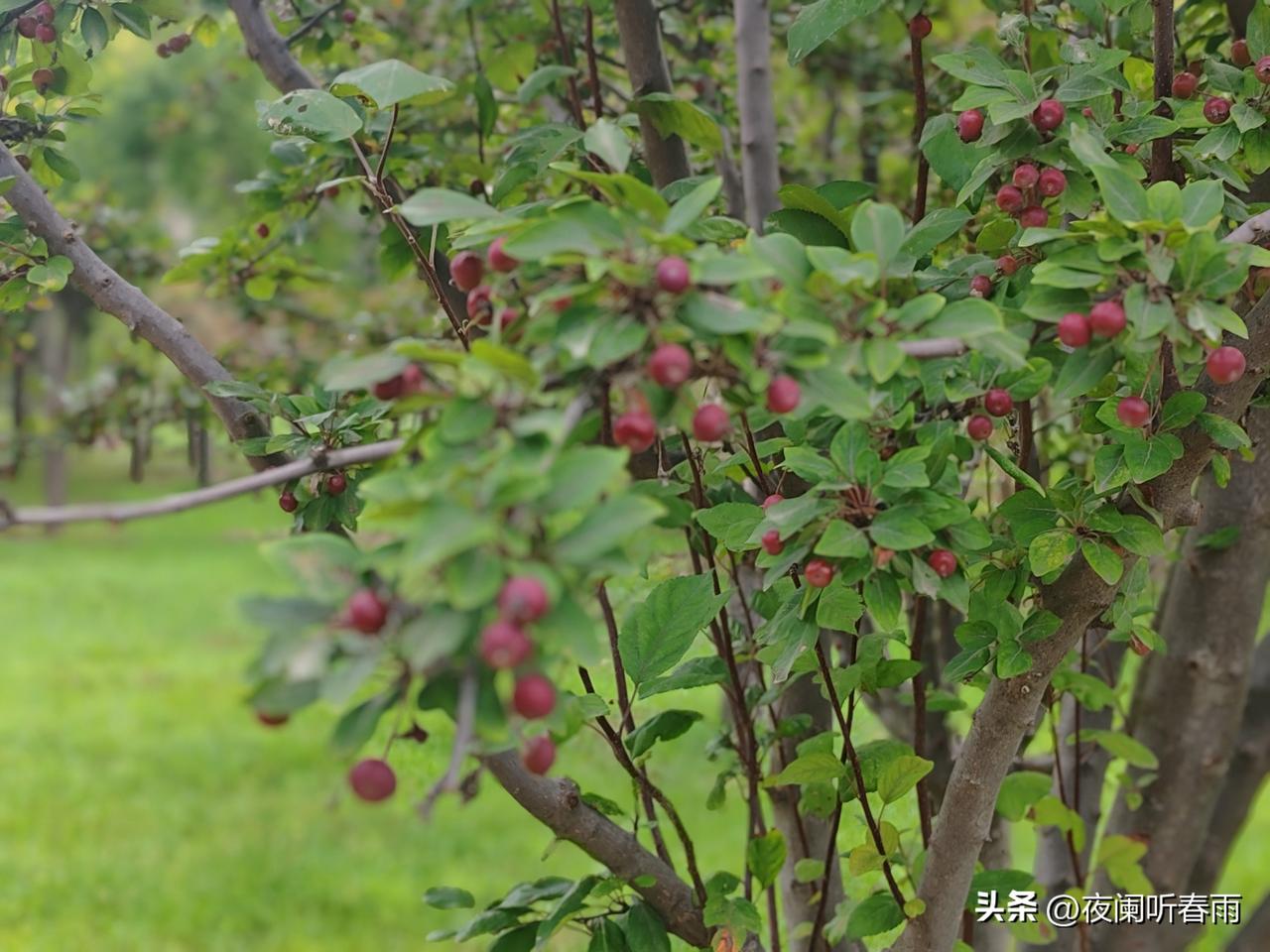 邻居孩子今年高考559分，最终被一所师范学院汉语言文学专业录取，他们给我打来了电