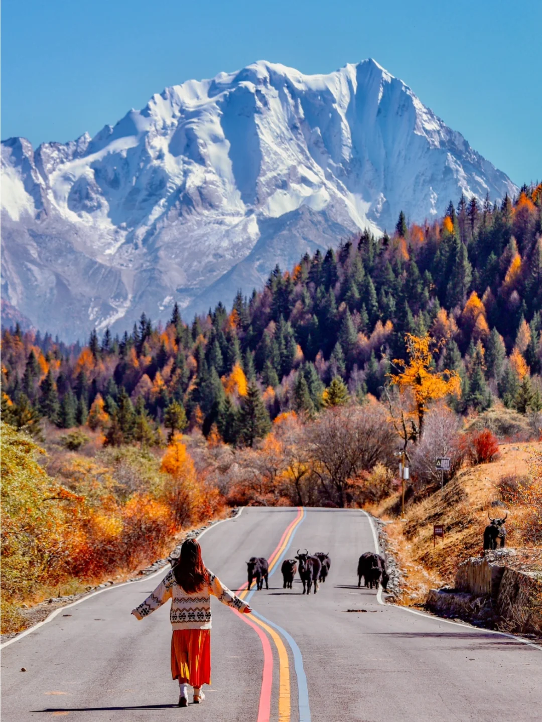 川西！很少人知道的雪山彩林！人不多可冲！