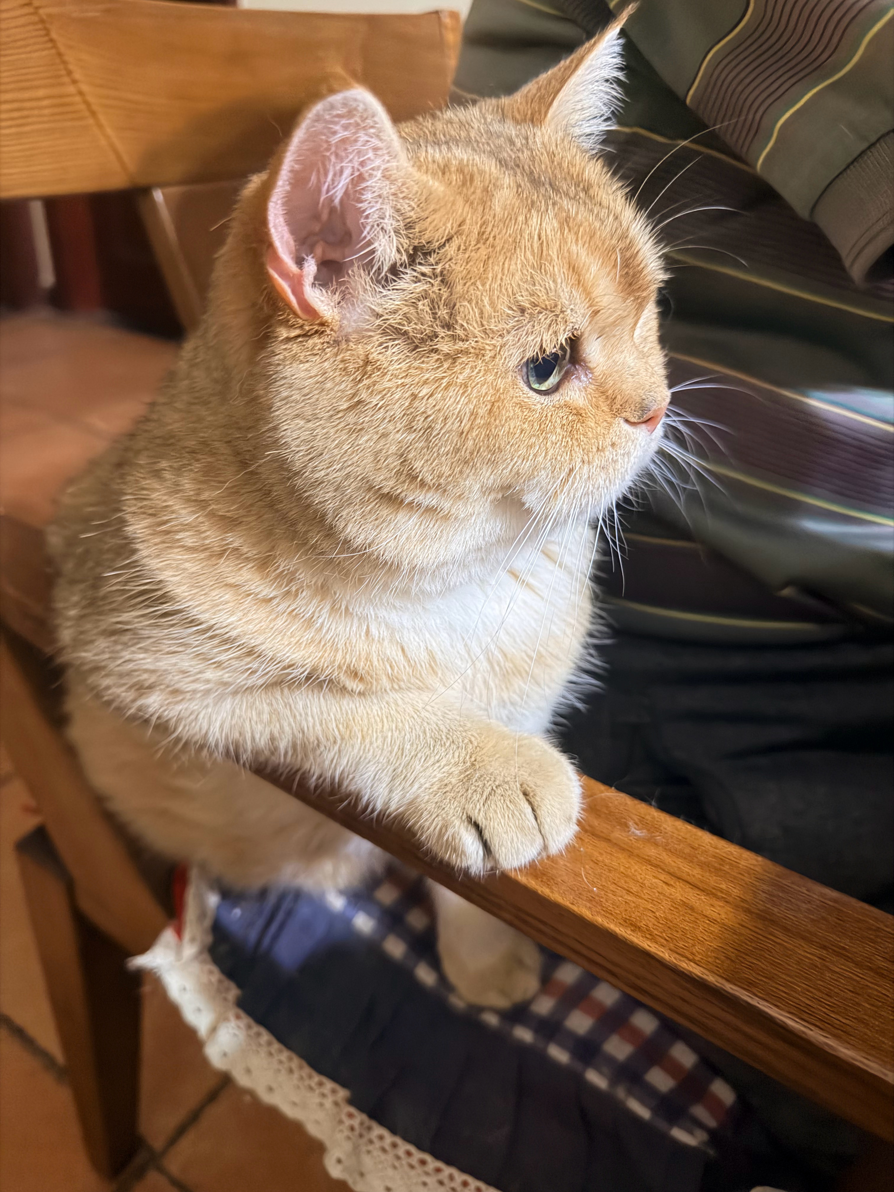 饭点儿准时上岗的陪吃专员金宝静静守着猫爷爷干饭主打一个贴心陪伴萌宠的日常