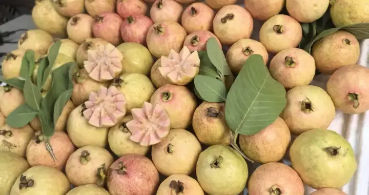 小红书出片率100%，收割少女心的“穷人果子”，价格翻20倍