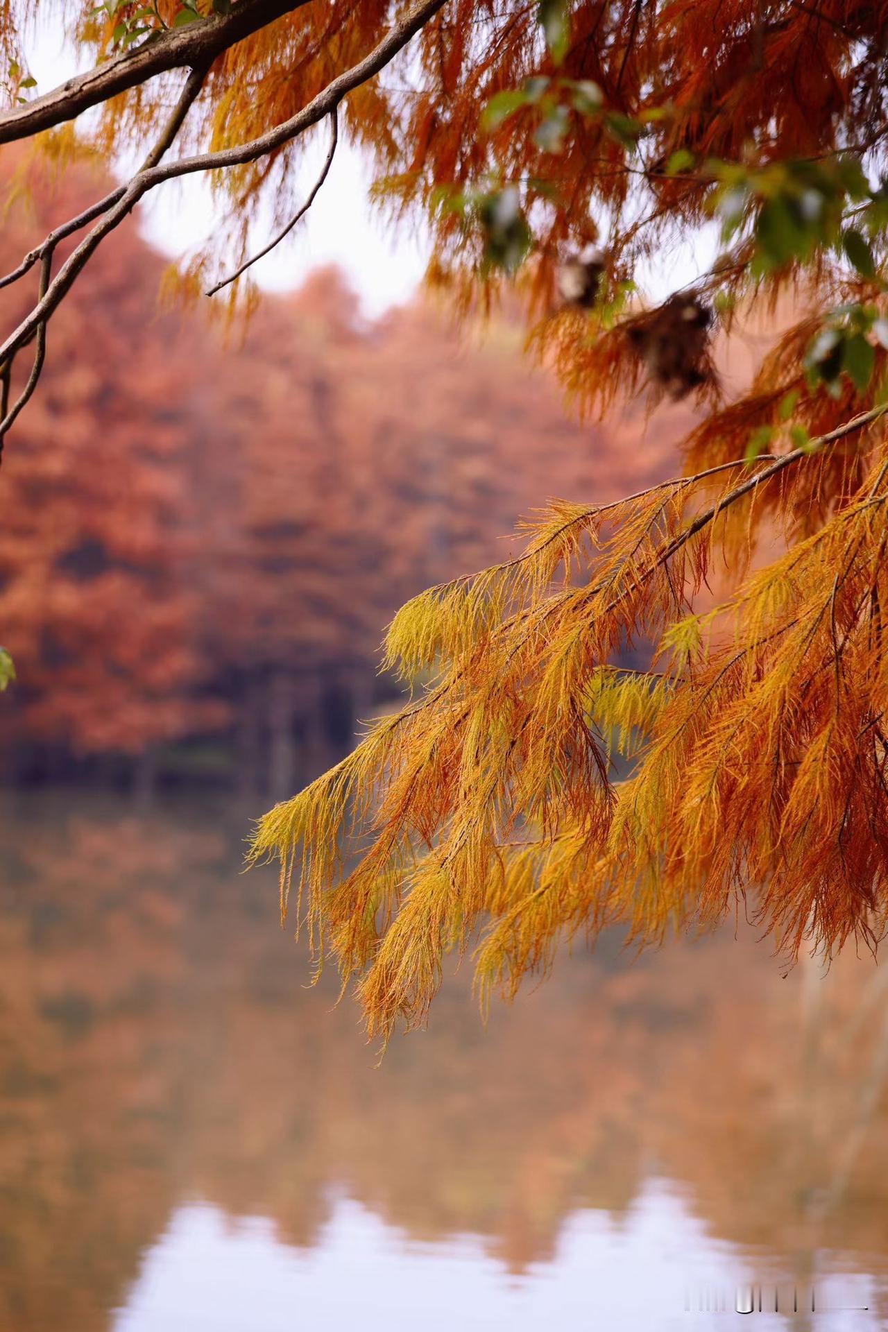 寒意渐浓，枫叶如火，静谧湖畔，岁月静好。