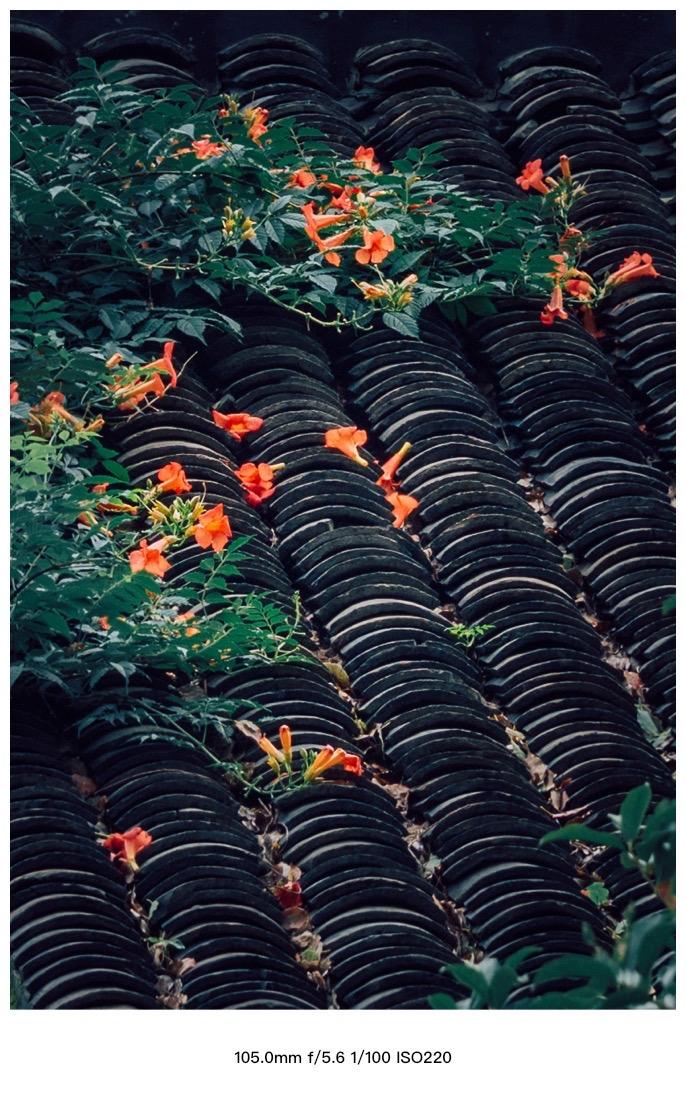 【黛瓦不语，花自盛开】江南的雨季，像一封没写完的旧信。
黛瓦沉默，花却开得很认真