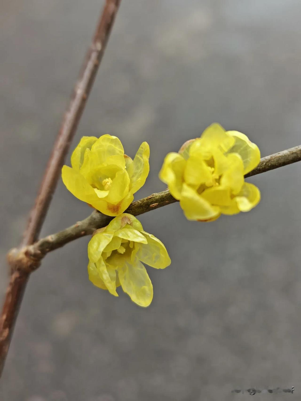 缟衣仙子变新装，
浅染春前一样黄。
不肯皎然争腊雪，
只将孤艳付幽香。

看，这