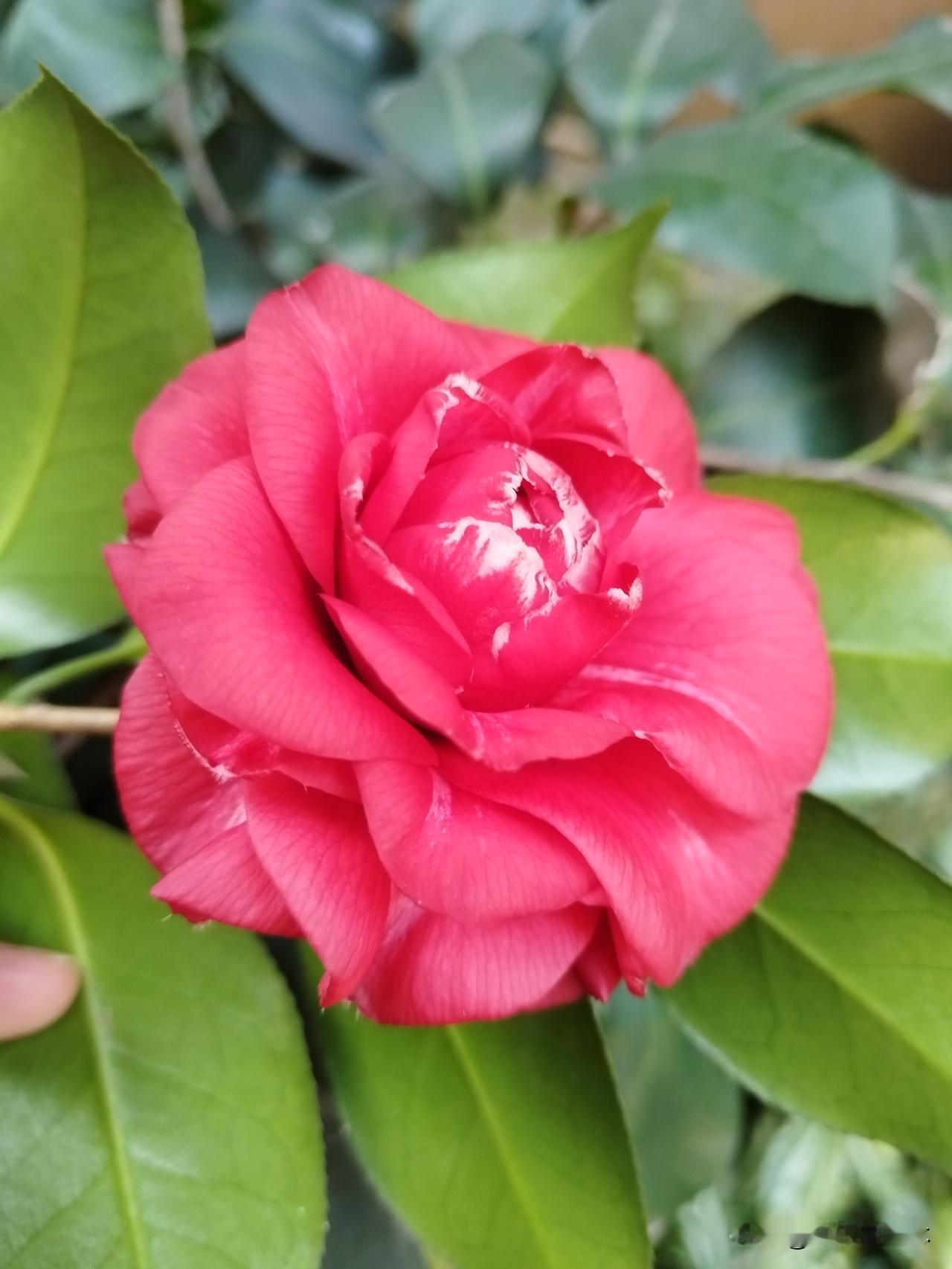 相册里的花花草草