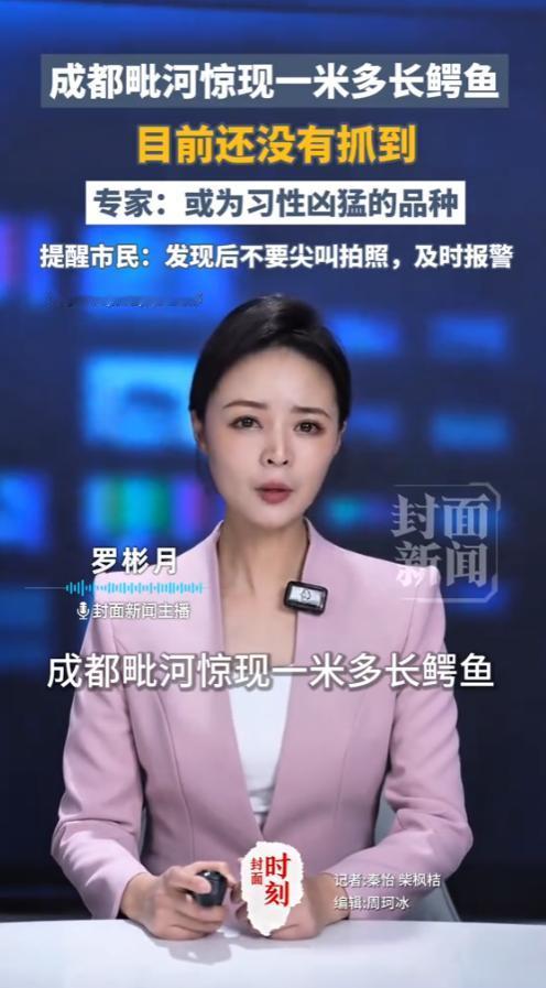 成都毗河出现的 1 米长鳄鱼，到现在都还没抓到！就在市民日常散步、垂钓的公共河道