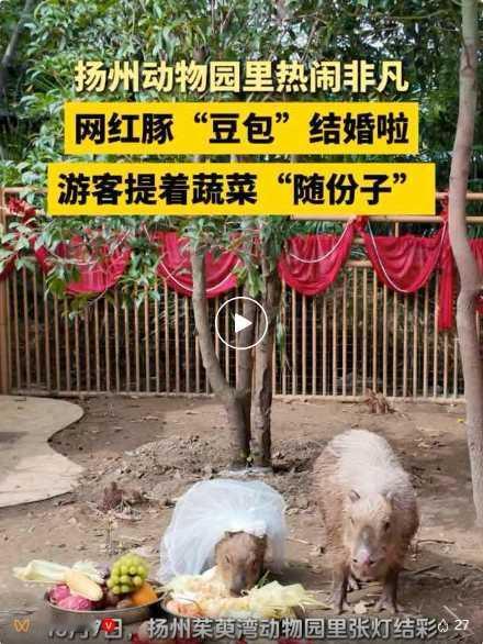 看这阵仗，“豆包”的婚后生活怕是要甜成蜜罐了。你想啊，它本身就是自带“顶流”体质