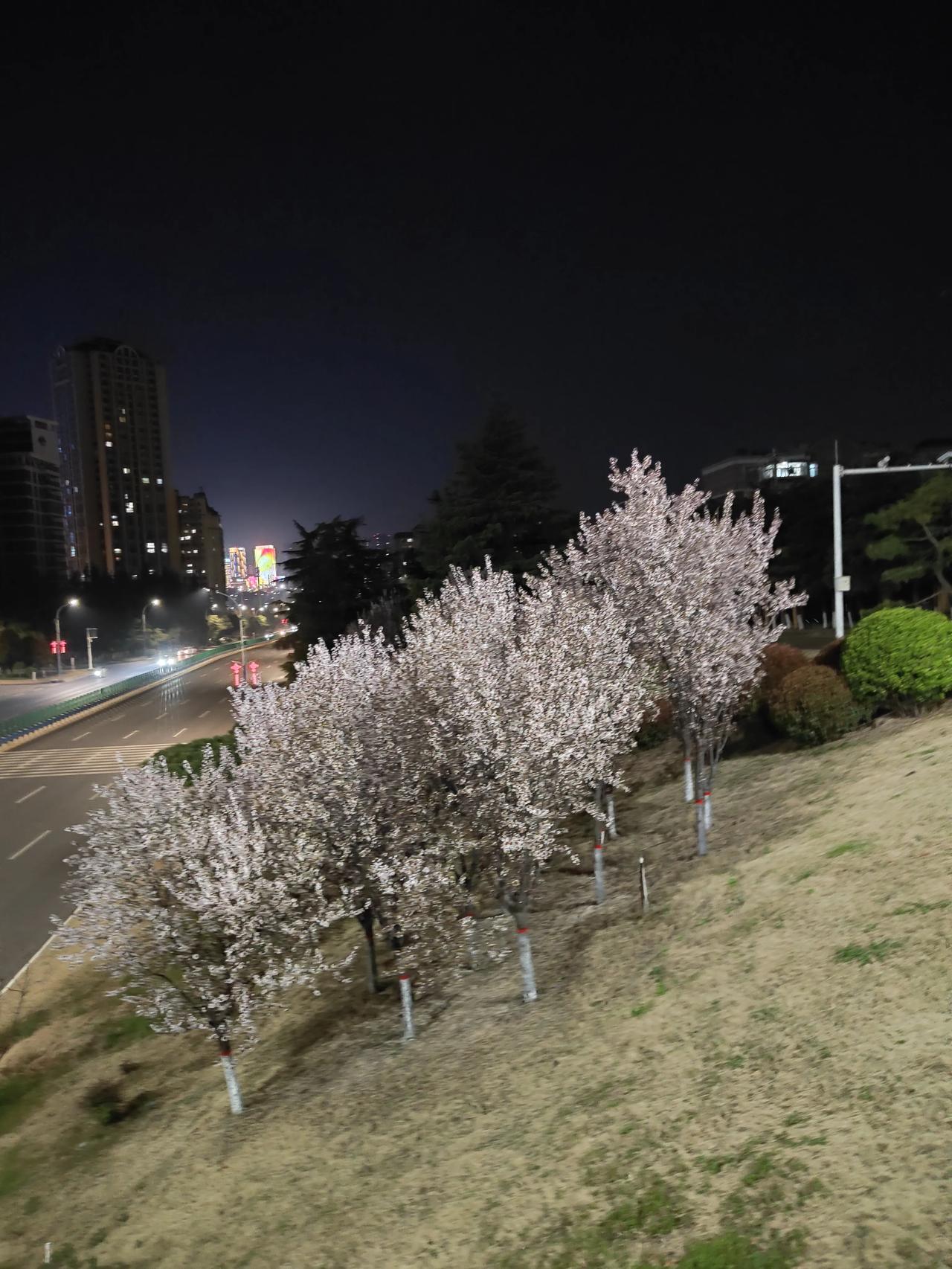 发一张你相册最近拍的花马年的春风里，花香铺面而来，暖暖的，香香的，沁人心肺，好美