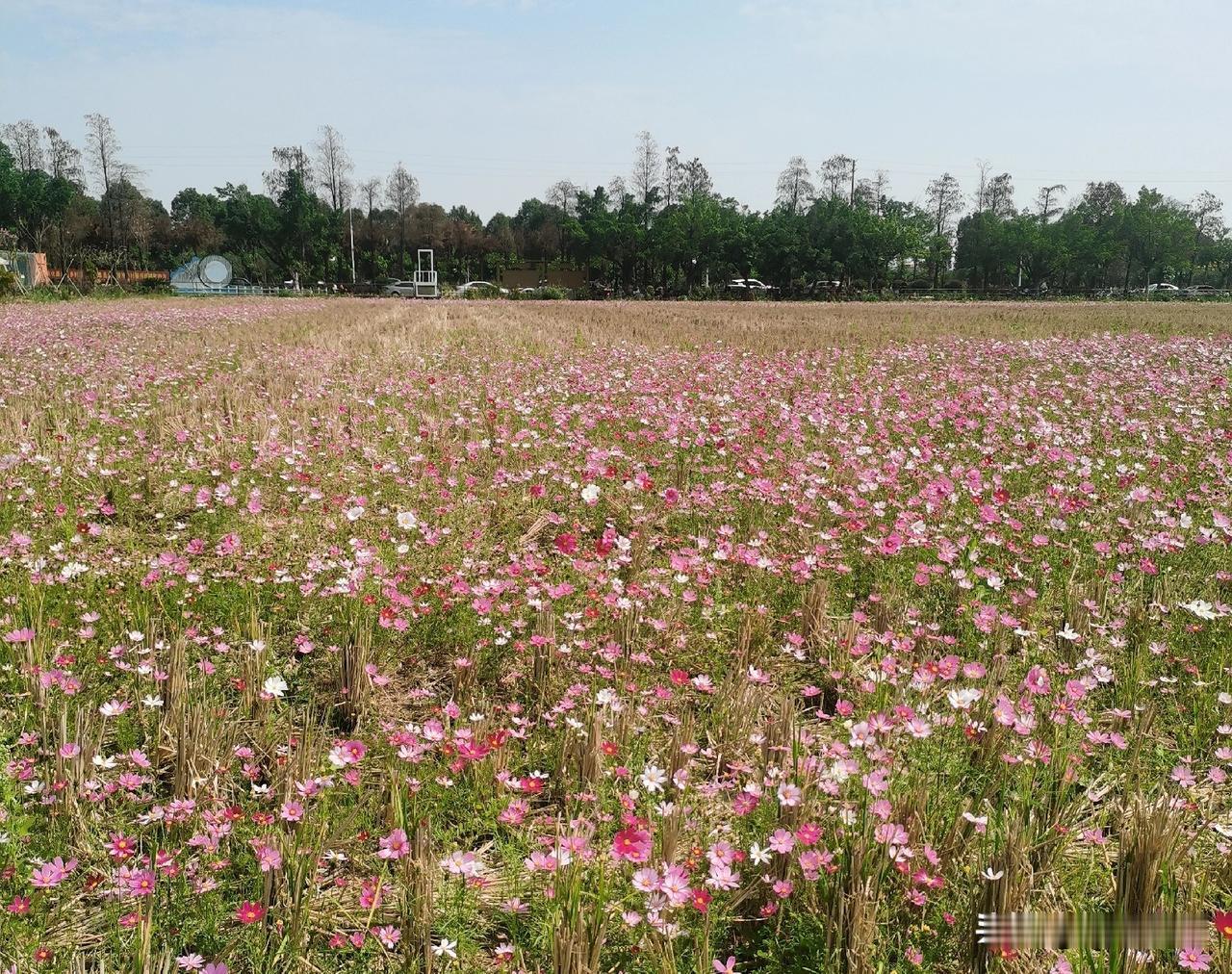 也是服了，以前在头条首发文章，当天就被人搬运到别的平台，现在在别的平台首发，马上