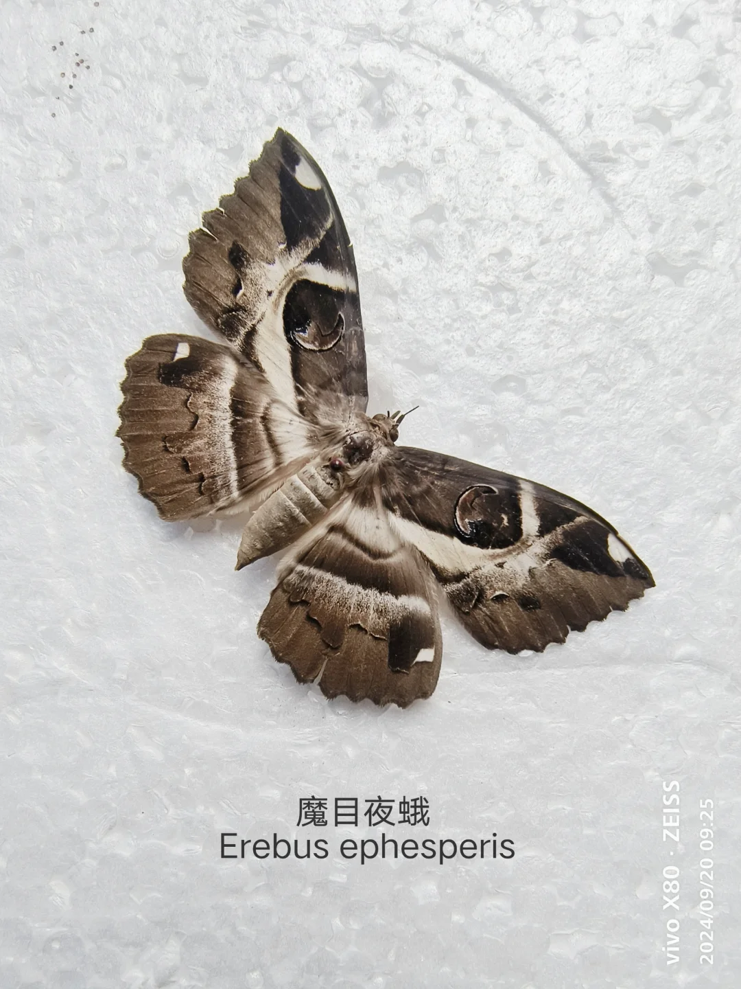 魔目夜蛾 Erebus ephesperis