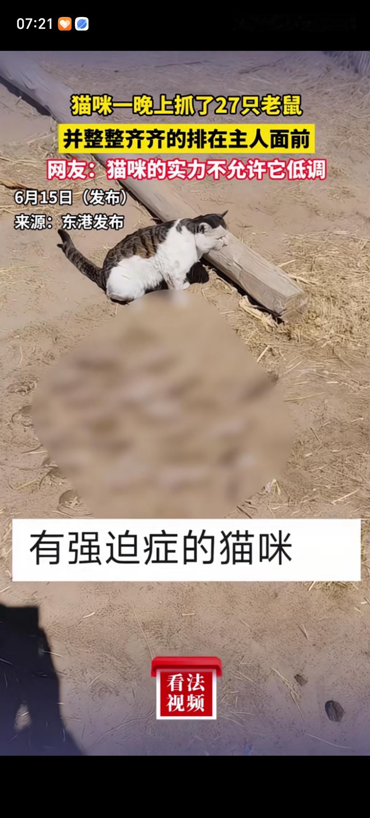 乡下猫咪只用了一个晚上的时间就接连抓了整整27只老鼠，没吃，等天亮就把这些老鼠摆