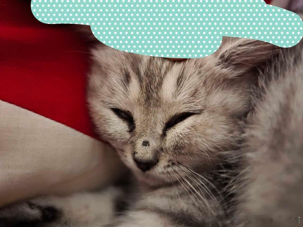 49495【丑猫】怎么叫都不醒于是锆珠采取了物理手段遂发生了这一幕 