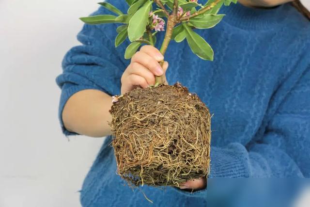 家人们谁懂啊！养了仨月的瑞香突然叶子耷拉成“蔫黄瓜”，我差点以为要送它走了！最近