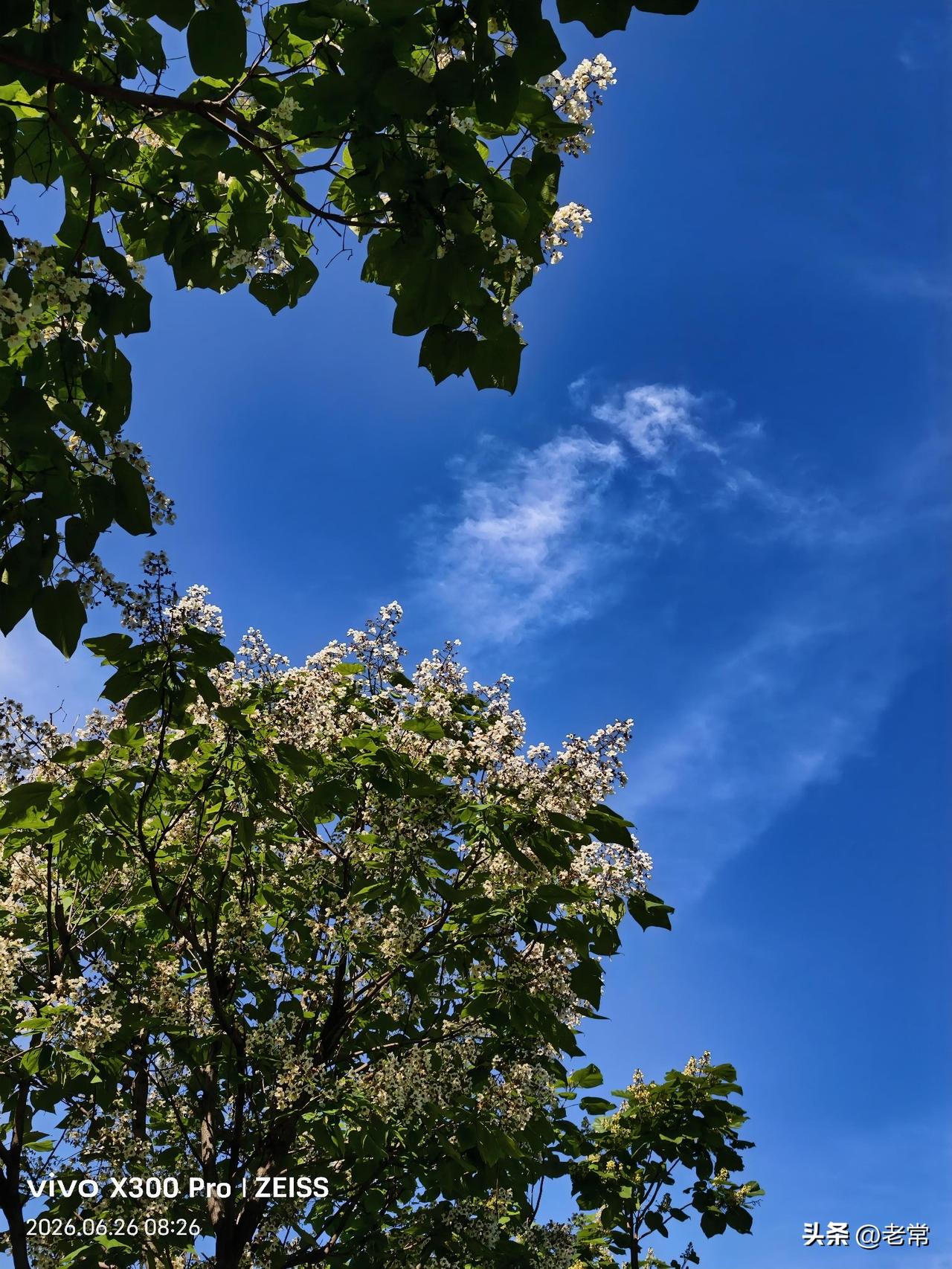 【原创\图文】
梓树（也叫臭梧桐）。
现在正是盛花期，浓绿托着细碎的小白花，映在