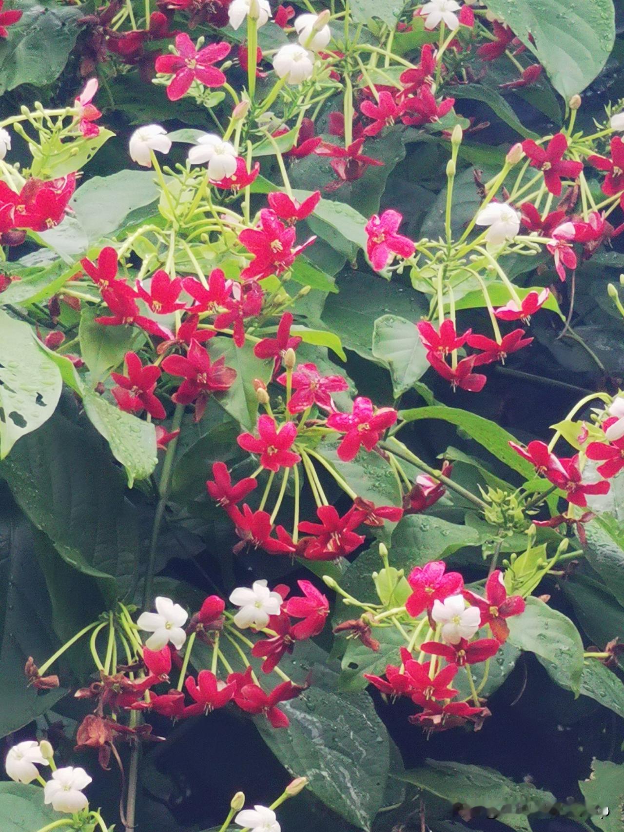岭南夏日氛围感天花板，花开满街巷，温柔又治愈……

已经进入小满时节，岭南随处可